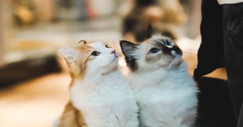 Two white and brown cats looking upwards.