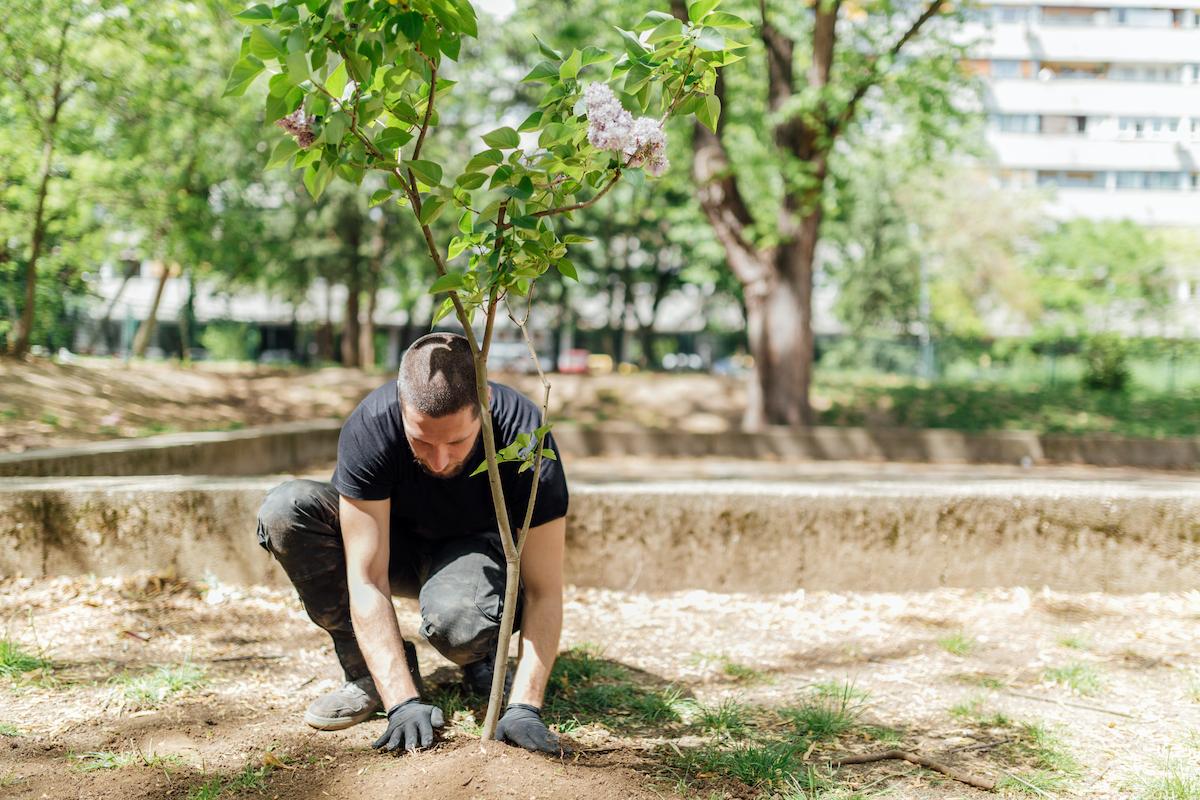 plant tree