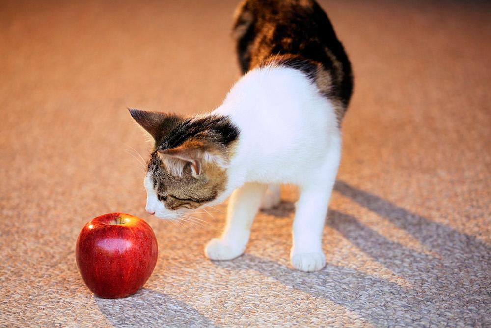 A cat sniffing a red apple.