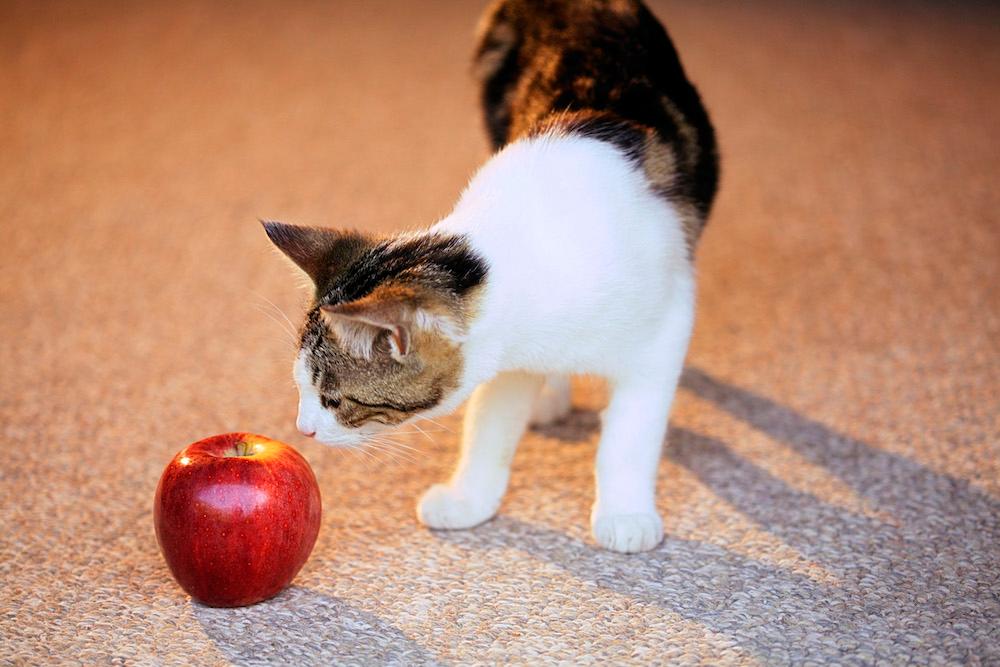 A cat sniffing a red apple. 