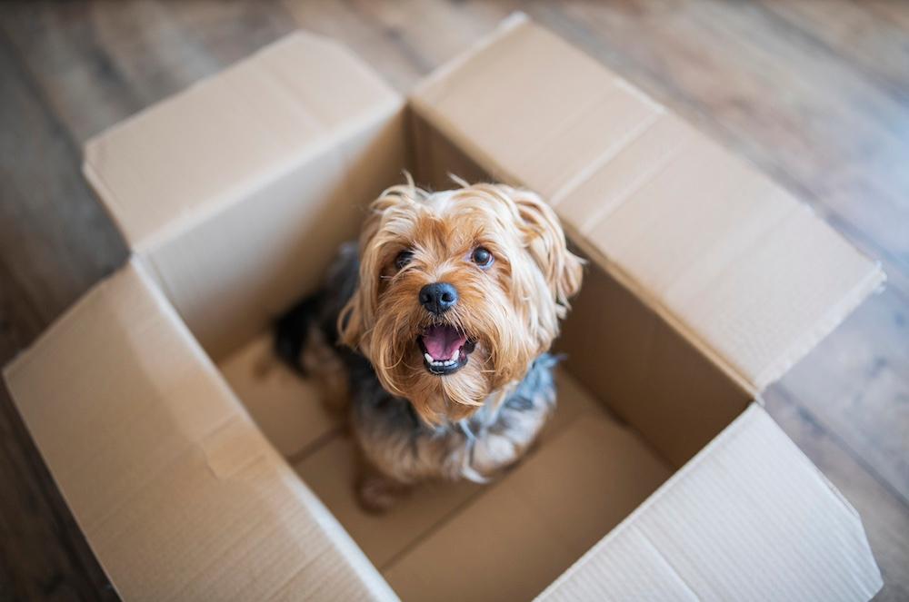 A Yorkshire Terrier looking up at the camera sitting in a cardboard box. 