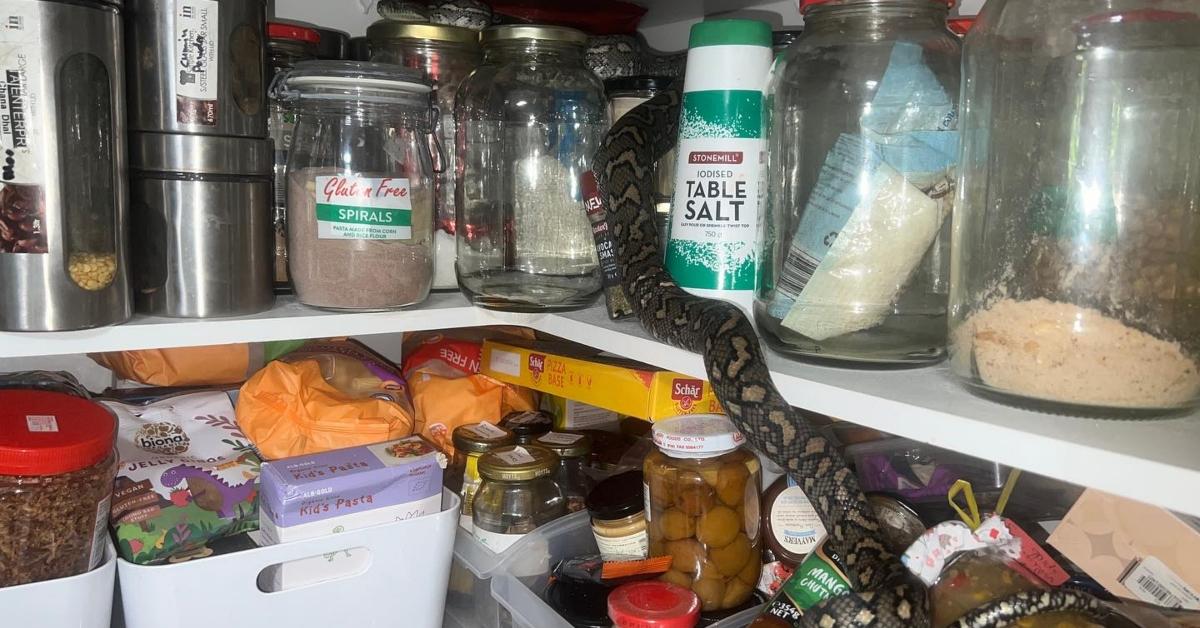 Oh, so you think you want to move to Arizona?' A Woman Found A Snake Skin  On Top Of Her Kitchen Cabinet… But She Still Hasn't Found The Snake »  TwistedSifter