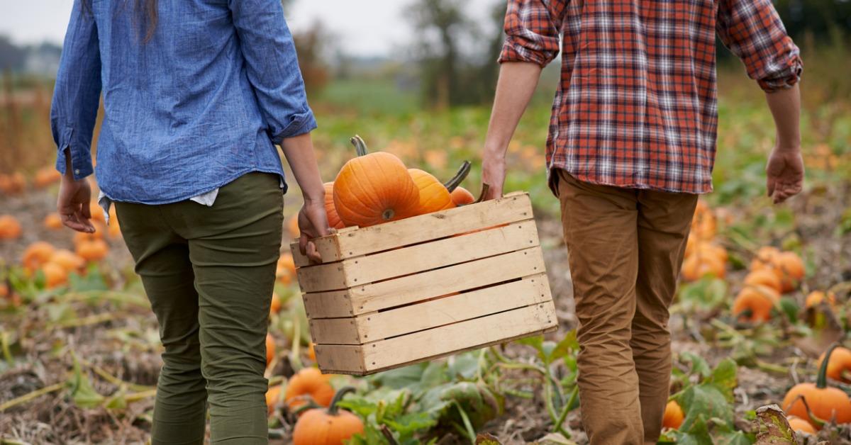 pumpkins on the grow picture id