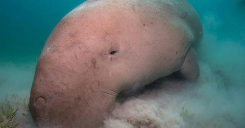 Closeup of a dugong foraging for food in the ocean