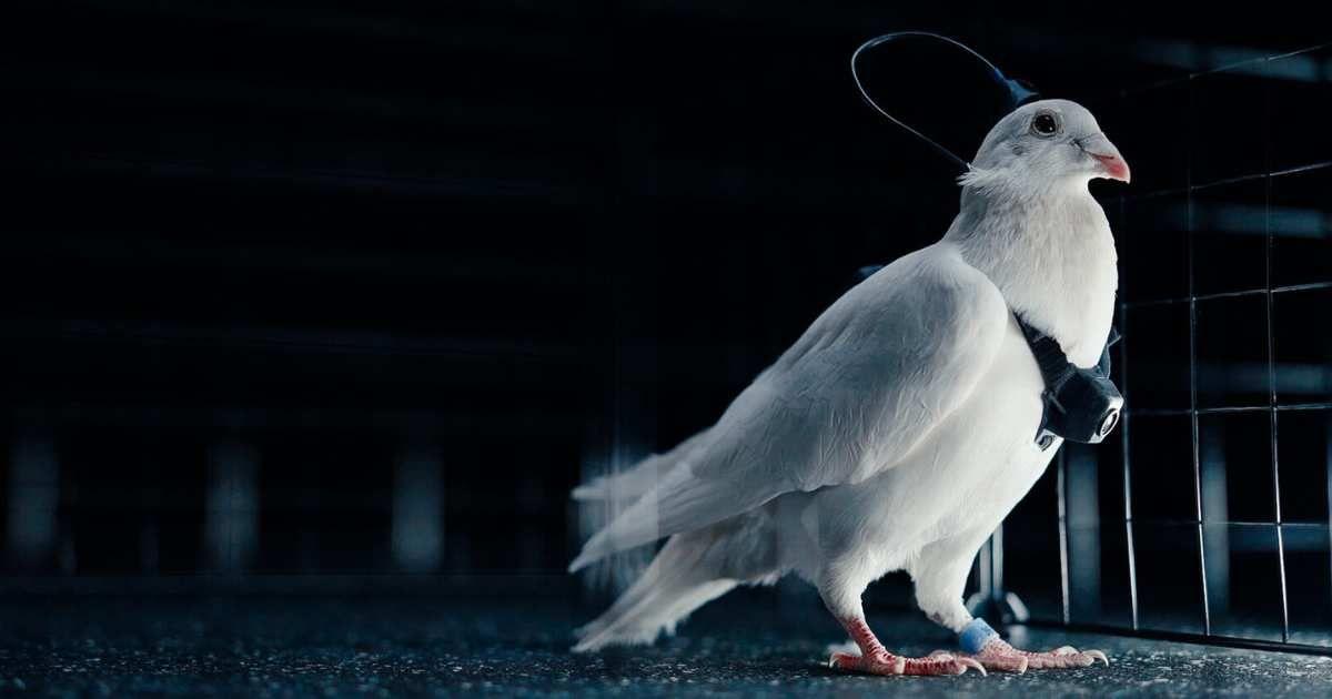 Biodrone. (Cover Image Source: Neiry)