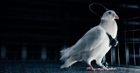 Biodrone. (Cover Image Source: Neiry)