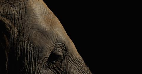 African Elephant