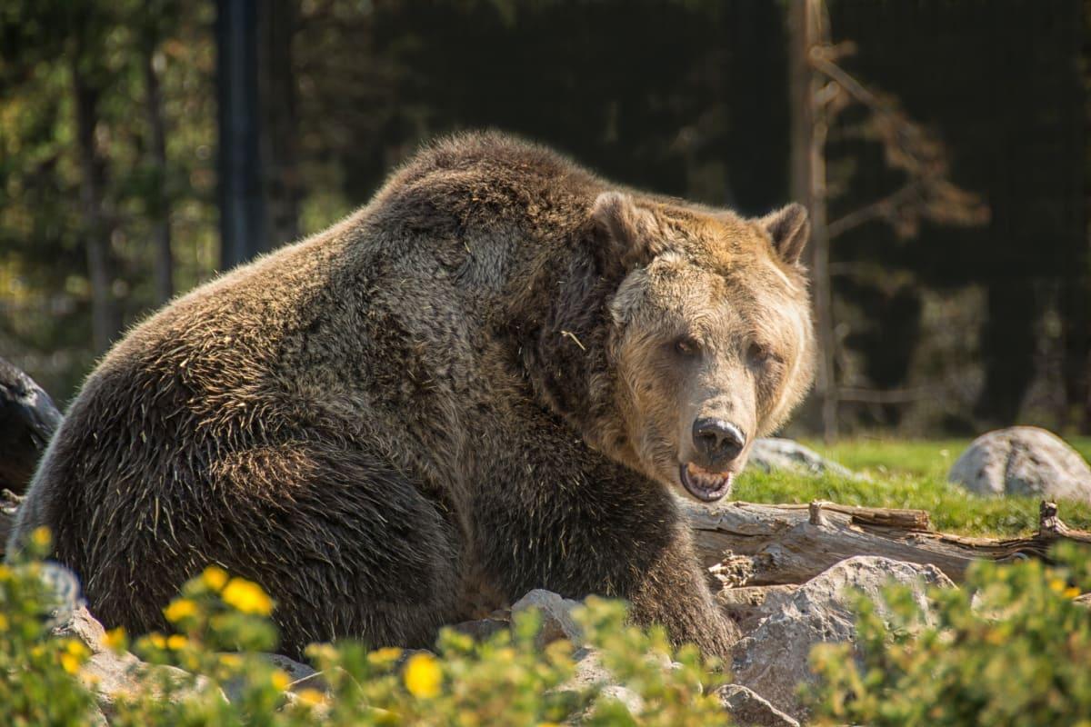 pn/dfcf f dd  fabaebaf