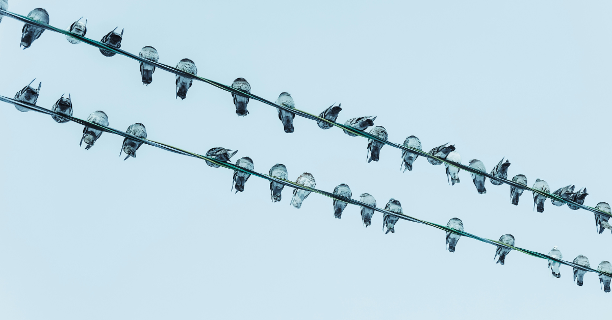 The underside of a flock of birds sitting on power lines