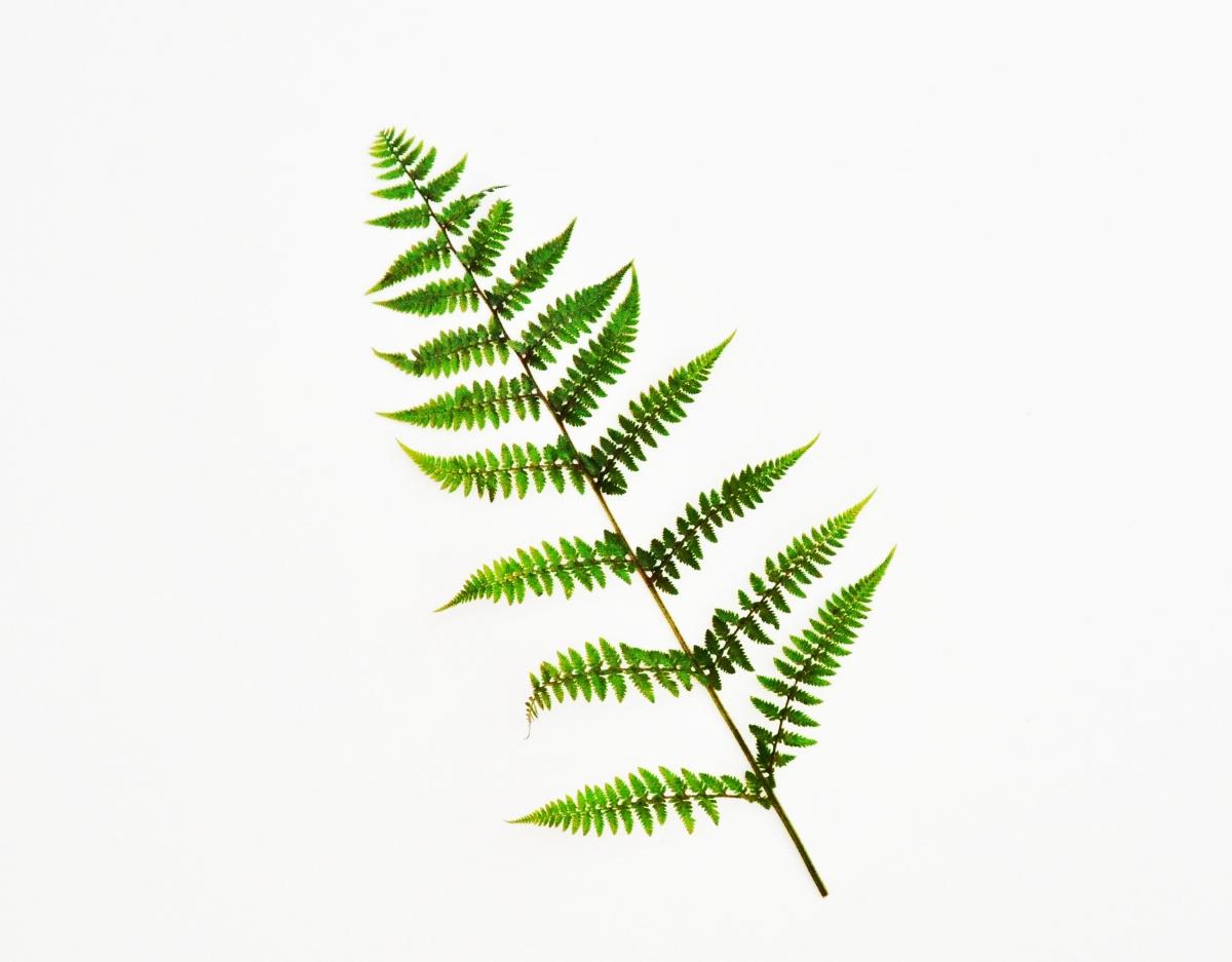 Fern on white background