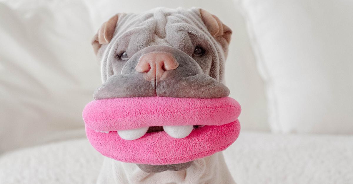Dog Tears Toys Apart Like Prey, Instead of Something for Play