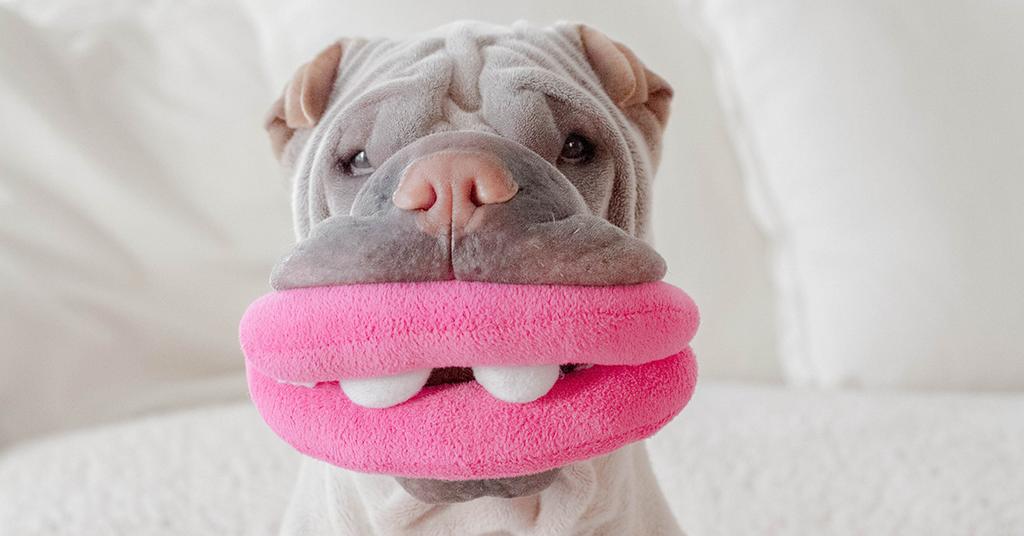 Why Do Dogs Like Squeaky Toys?