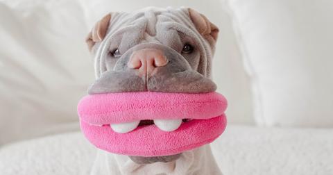 pink dog toy that sticks tongue out