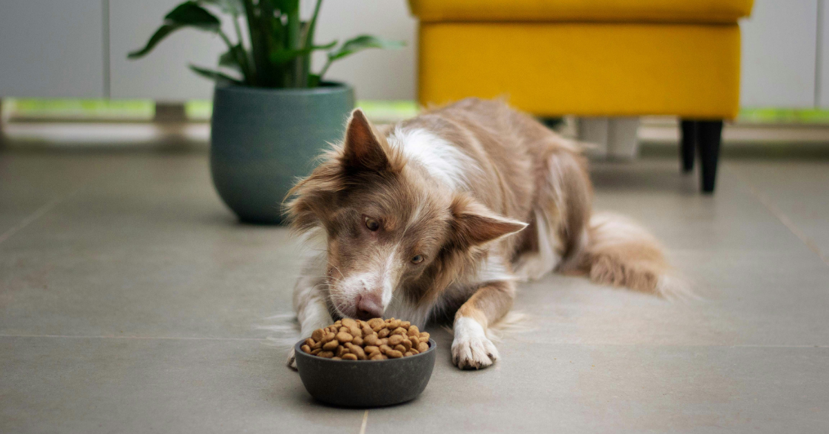 A cute dog sniffs a bowl of kibble