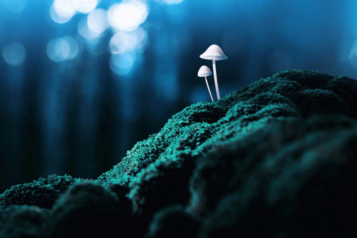 psychedelic mushrooms growing on a mossy surface