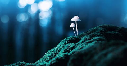 psychedelic mushrooms growing on a mossy surface