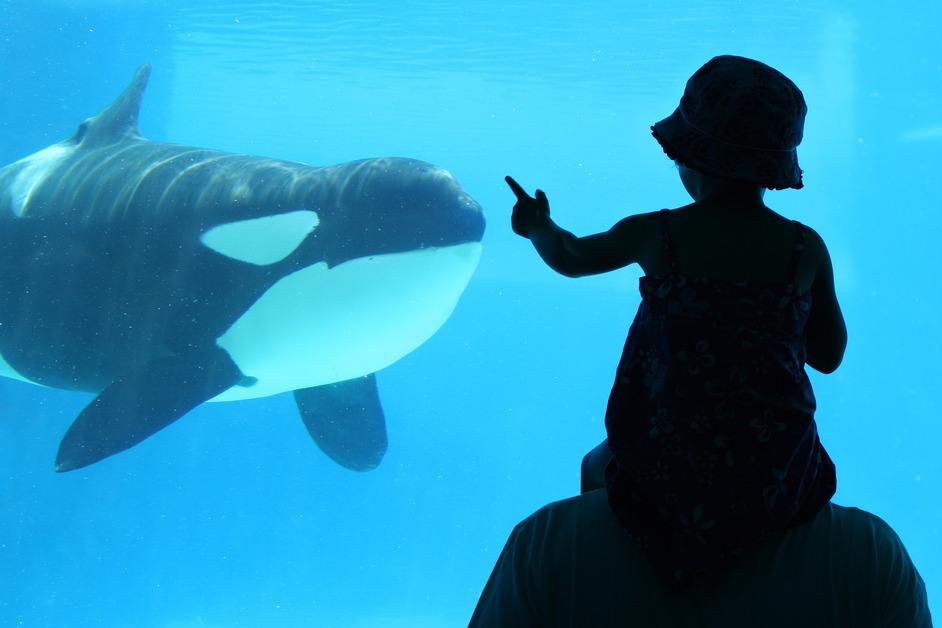 A child sitting on their dad's shoulders at an aquarium. 