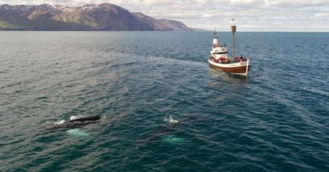 Whale swims in deep blue waters while a ship passes by. (Representative Cover Image Source: Pexels | Art House Studio)