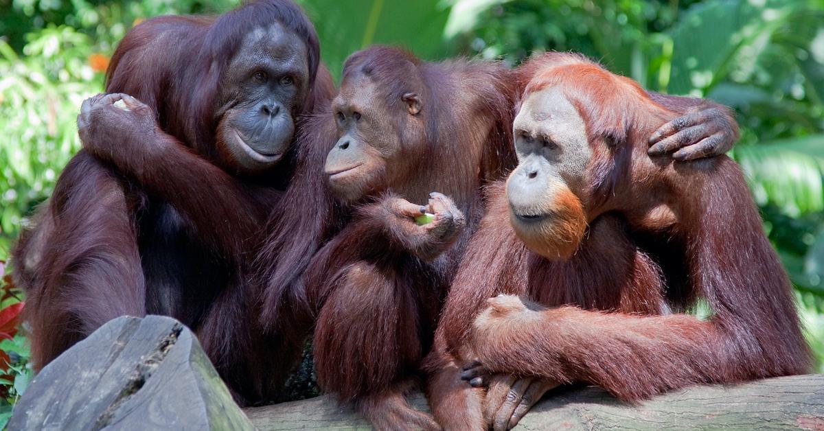 palm oil orangutan