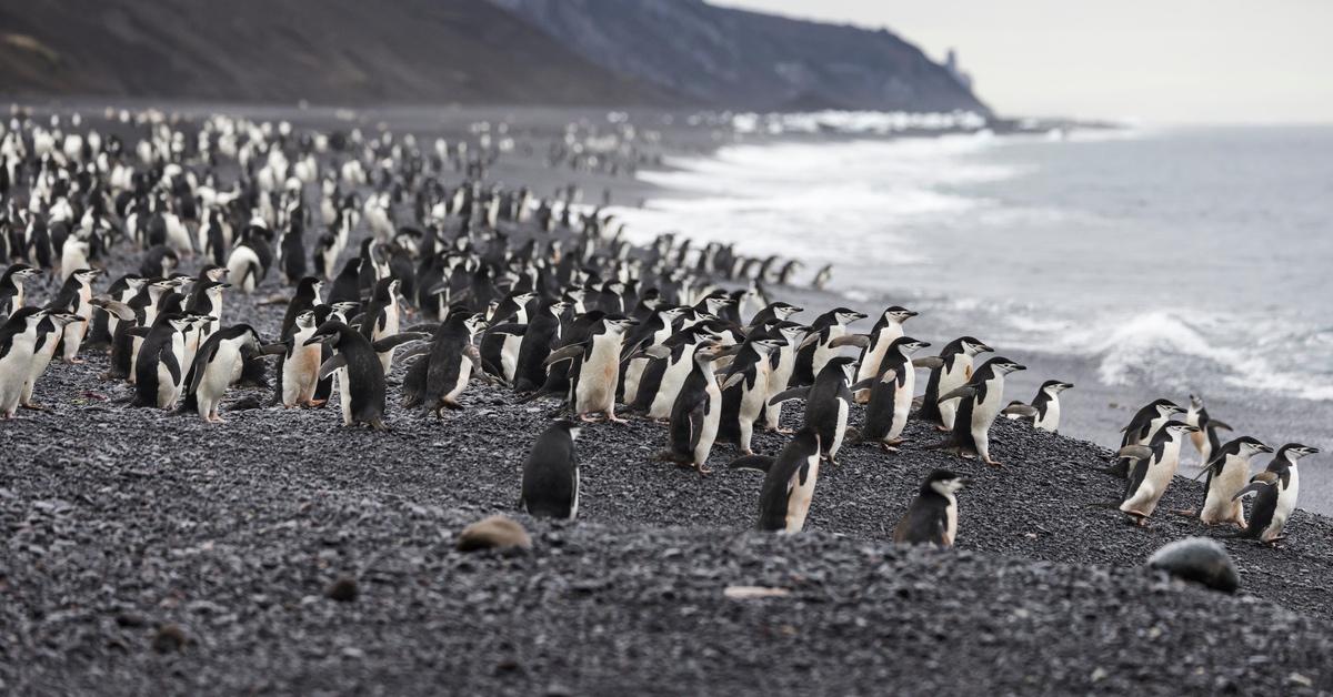 Colony of chinstrap penguins.