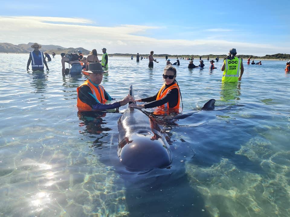 28 Beached Whales Rescued on New Zealand Beach in Three-Day Mission