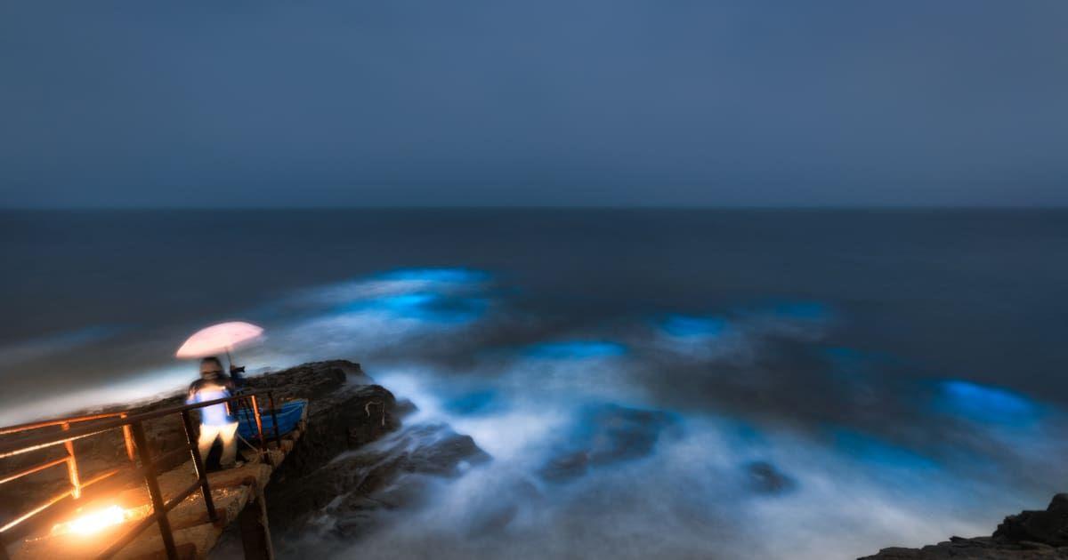 A person is watching the glowing ocean from the edge of a railing. (Representative Cover Image Source: Getty Images | Zhengshun Tang)