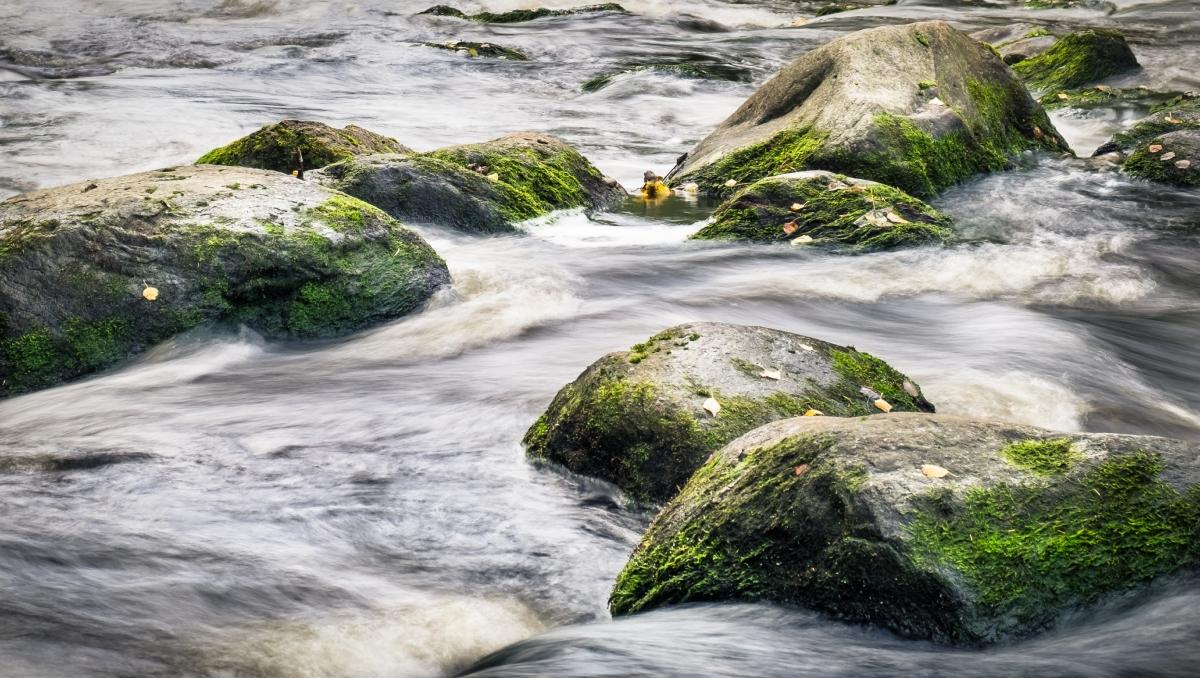 A photo of stones covered in moss in a moving river. 