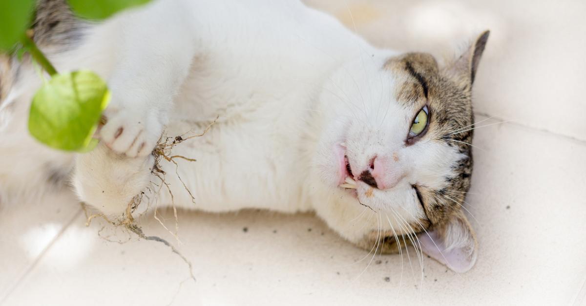 Why Does Catnip Make Cats High?