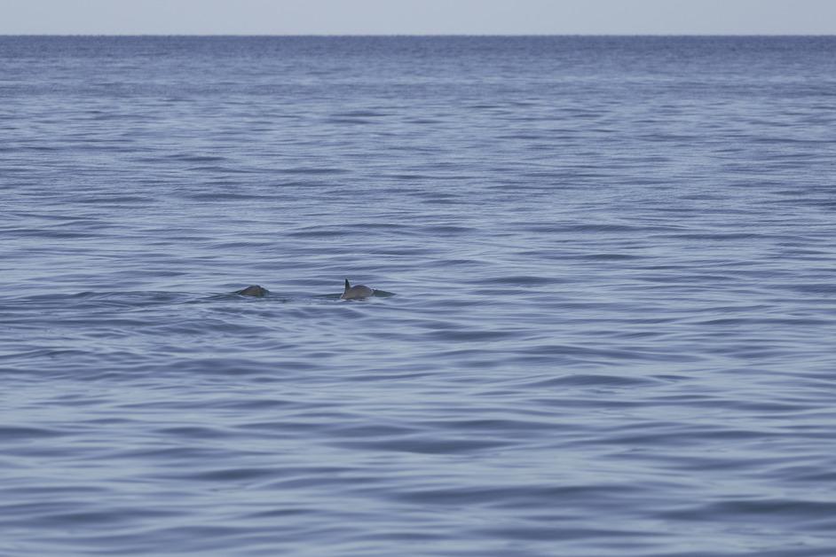 Vaquita swimming