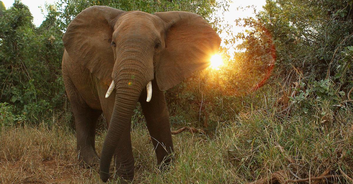 Botswana Re-Legalizes Elephant Hunting After Five-Year Ban