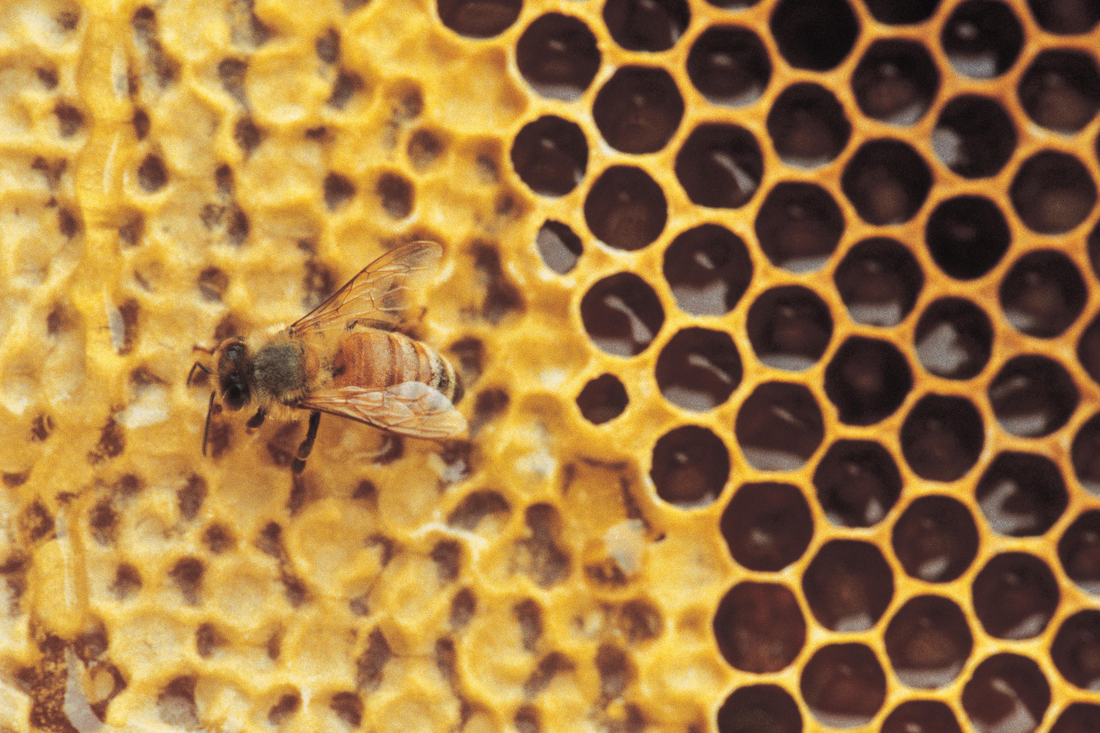 Bees and Honeycomb