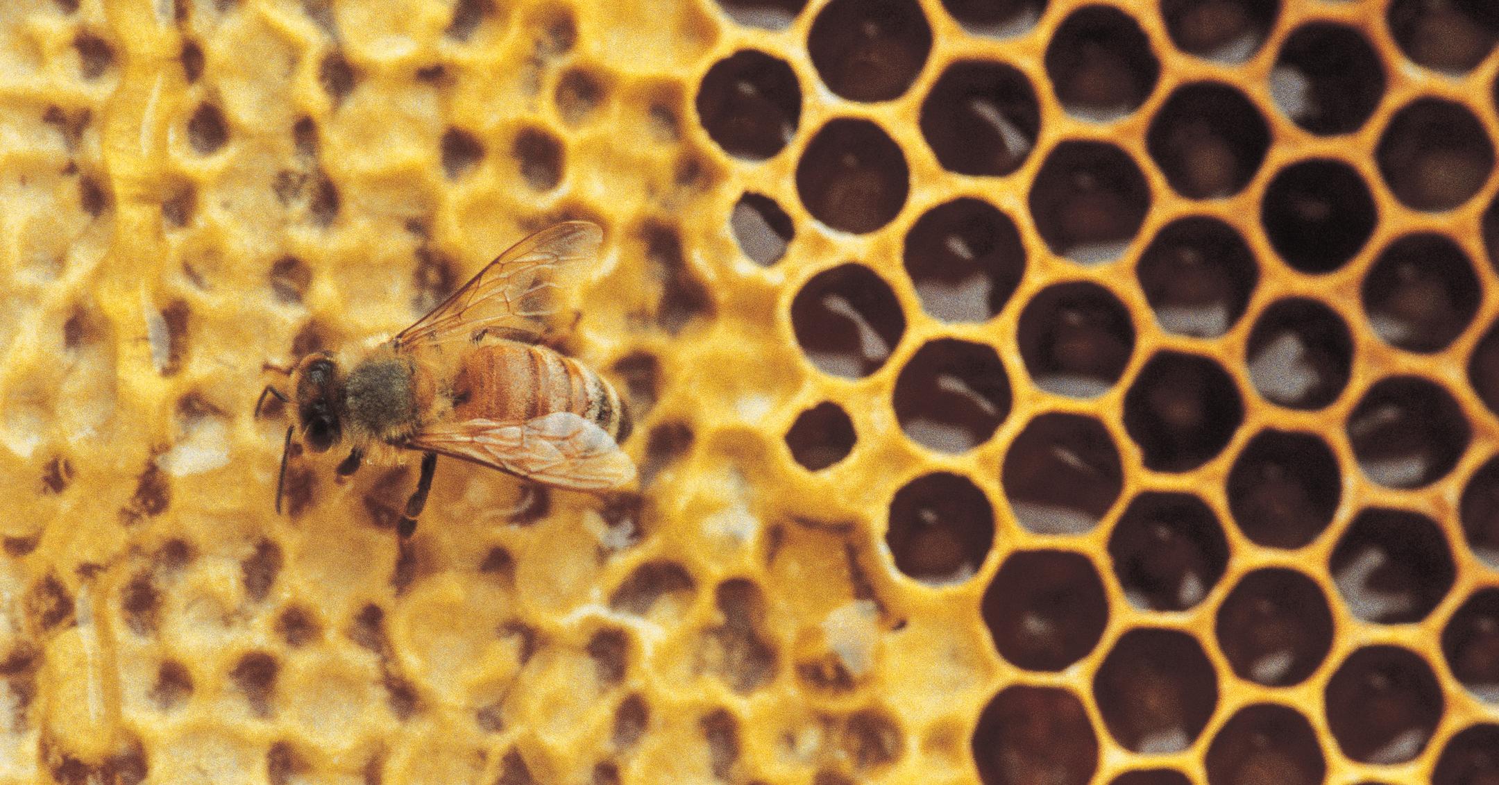 Can Beeswax Be Ethical? Behind The Popular Ingredient