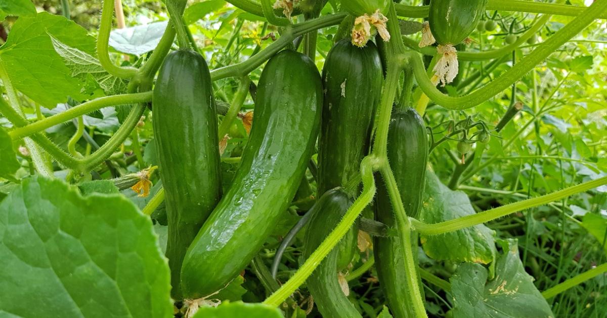 Cucumbers growing on a vine. 