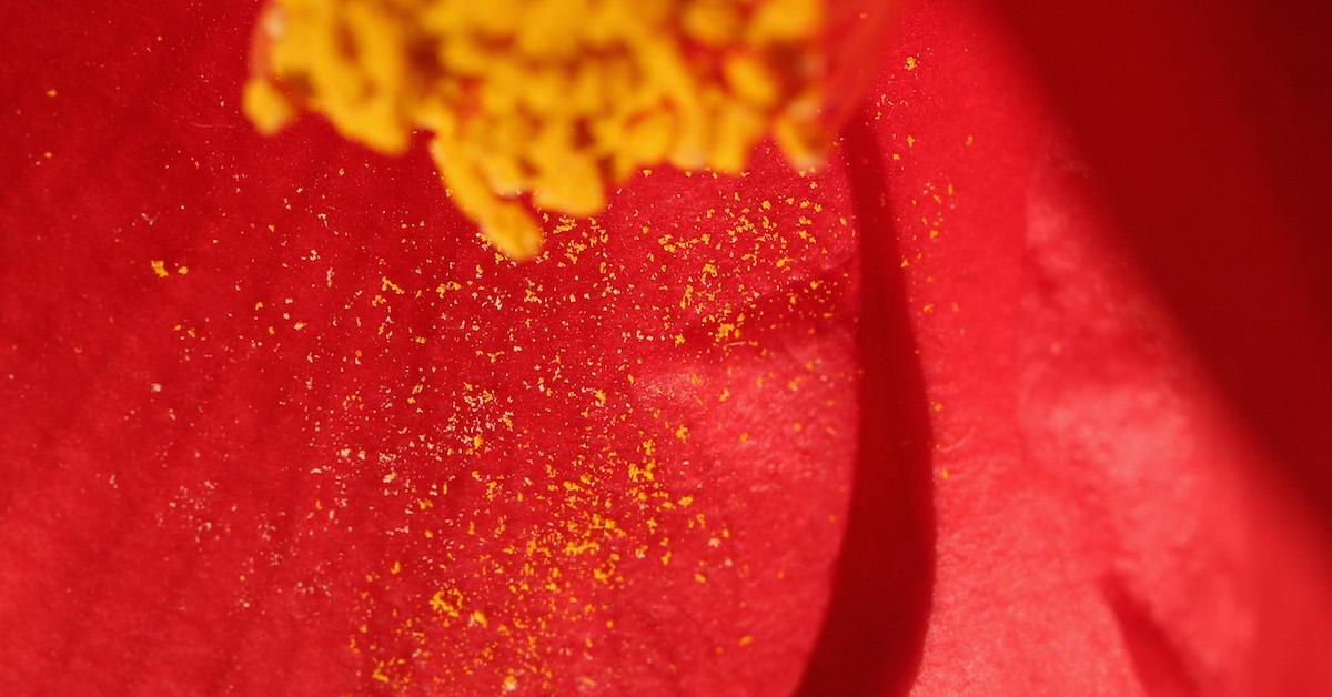 How Long Does the Pollen Season Last?