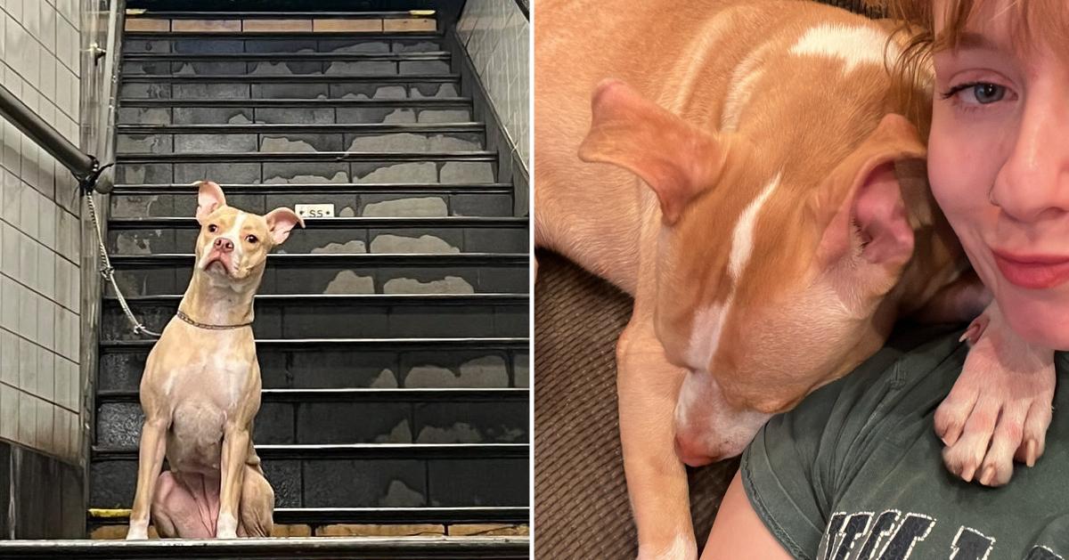 Dog Rescued From NYC Subway