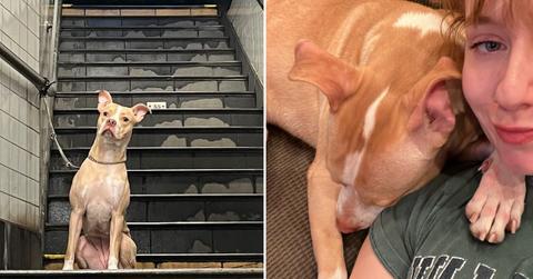 Dog Rescued From NYC Subway
