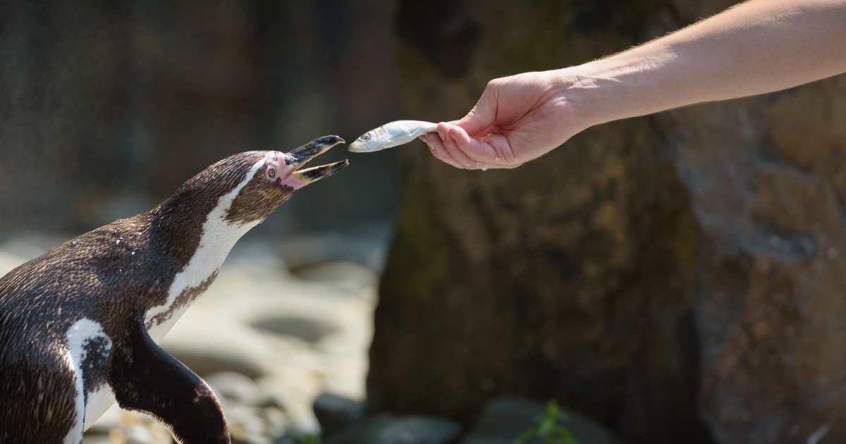 Man feeding a fish to an African penguin (Representative Cover Image Source: Getty Images | Miroslav_1)
