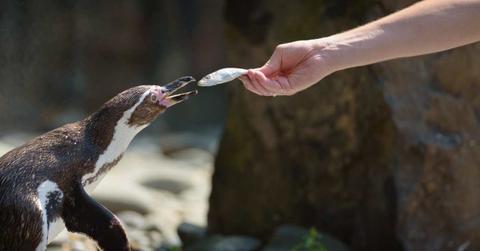 Man feeding a fish to an African penguin (Representative Cover Image Source: Getty Images | Miroslav_1)