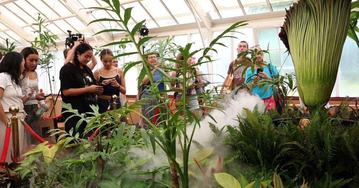 People look on as the corpse flower begins to open (at approximately 3.30 pm) on January 23, 2025, in Sydney, Australia. (Cover Image Source: Getty Images | Don Arnold) 