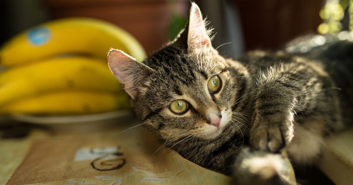 Cat sits on countertop next to bunch of bananas