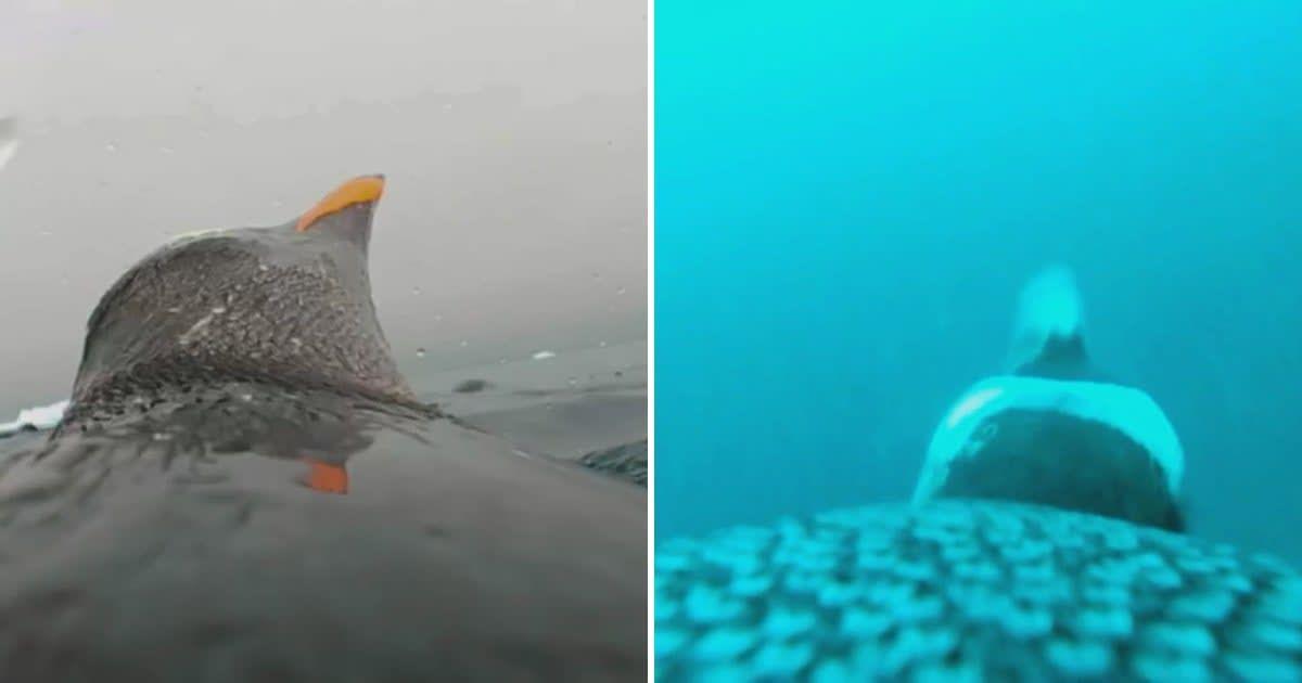 Snapshots from a footage filmed by National Antarctic Scientific Centre of Ukraine of a gentoo penguin as it dived in Southern Ocean on a hunting trip (Cover Image Source: Facebook | National Antarctic Scientific Centre of Ukraine)