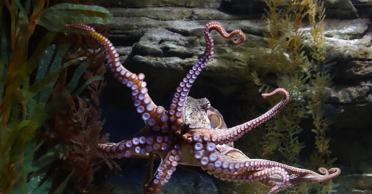 Giant Pacific octopus nears life's end at AZ aquarium