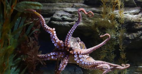 Octopus