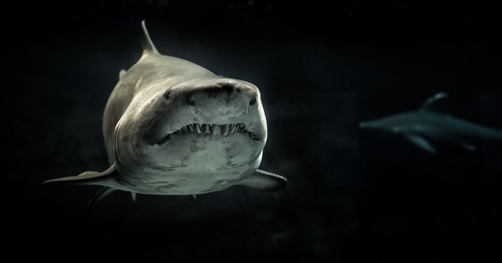 'Shark Highway' Discovered by Scientists