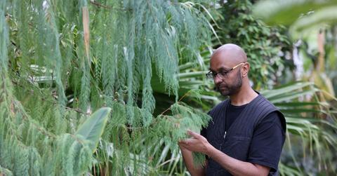 Apps to identify plants