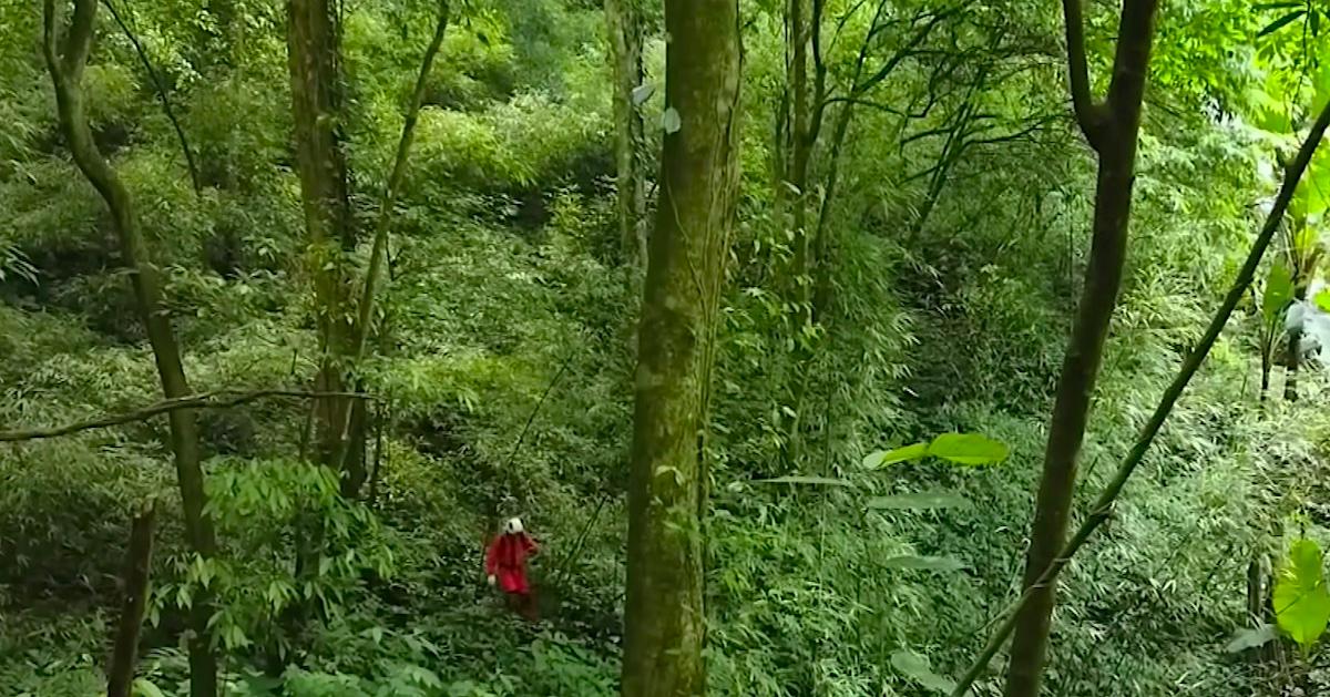 hidden forest in china sinkhole