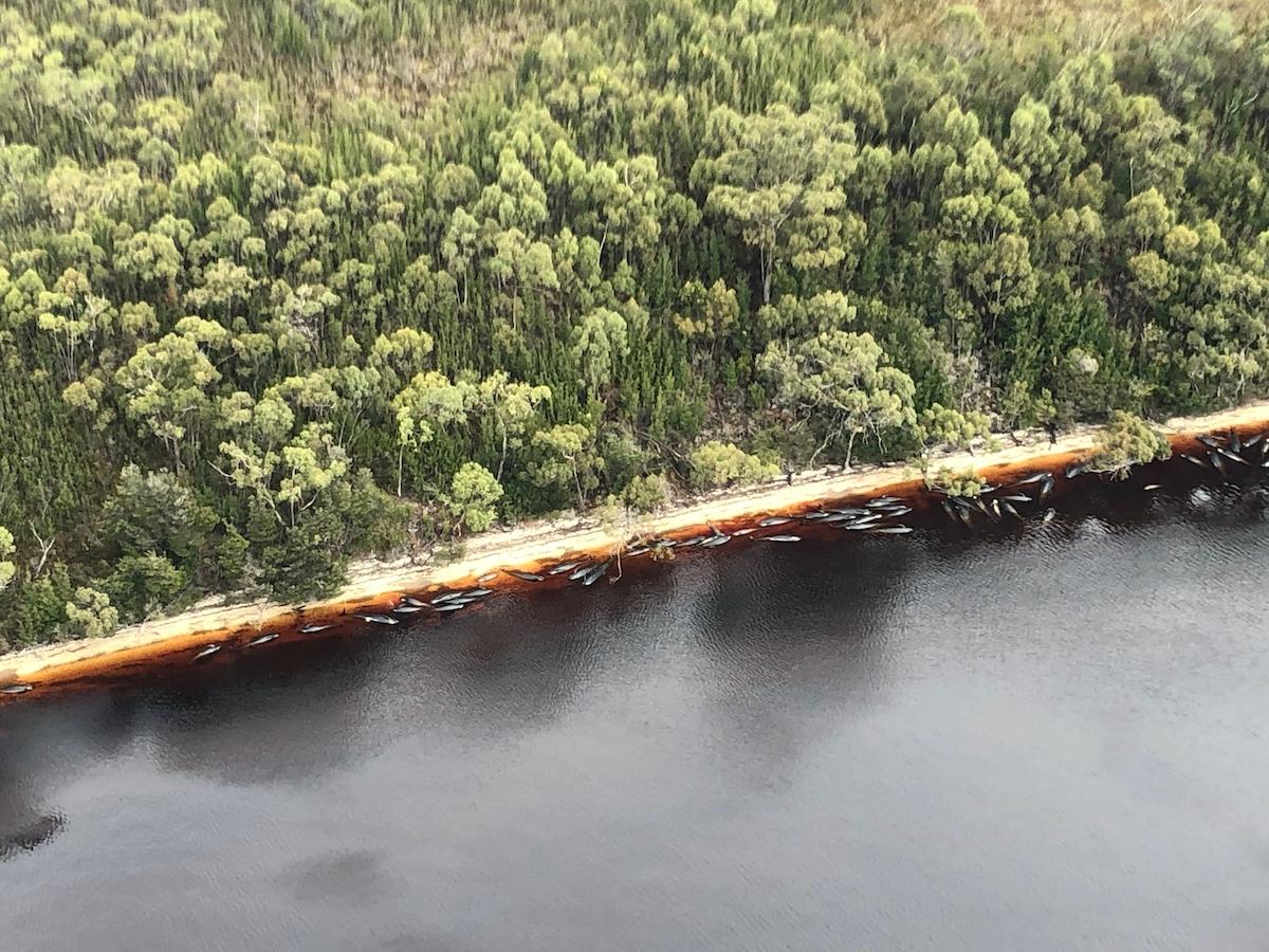 whale stranding australia