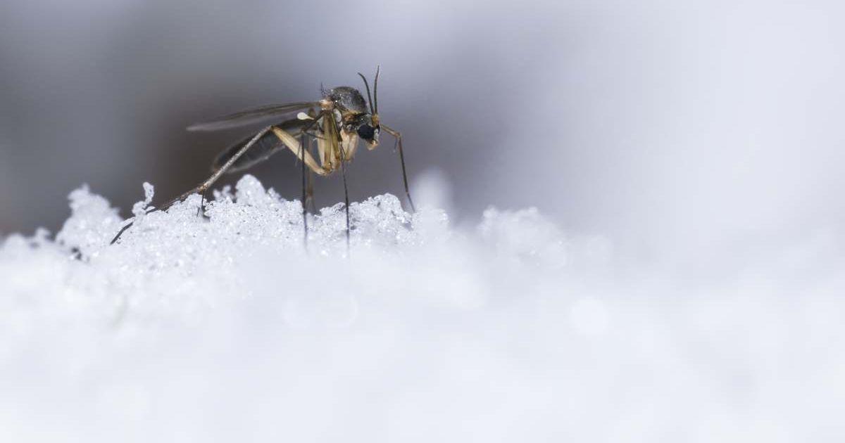 Mosquito perched on a mound of ice (Representative Cover Image Source: Getty Images | Erik Karits)