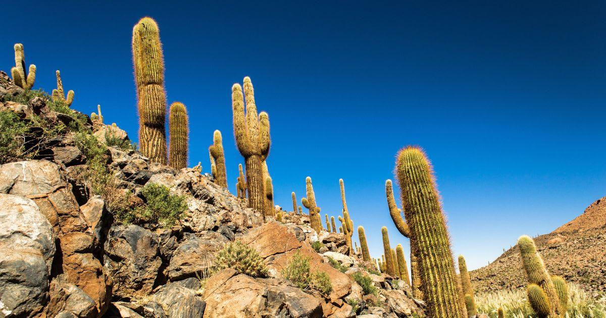 pn/cbcf   aea dafece