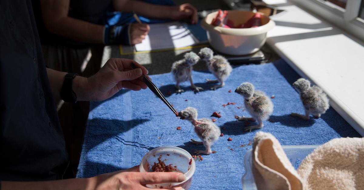 Someone feeds a baby bird with tweezers